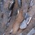 Great Wall Money Tree China